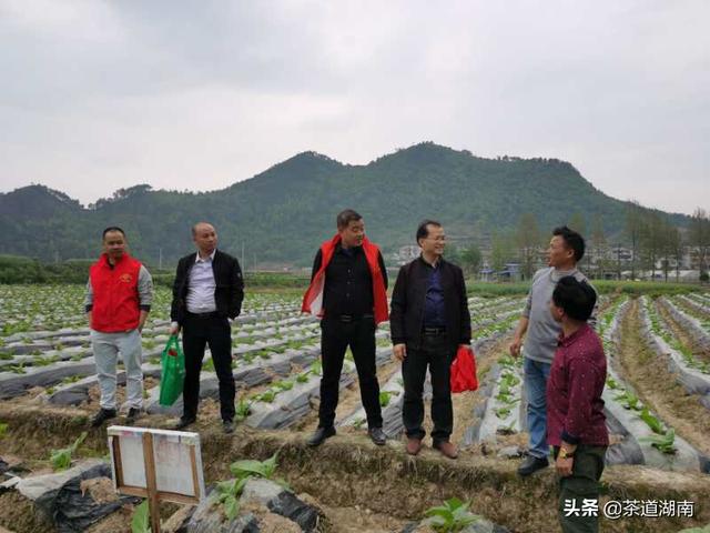 邵阳市农科院院长罗华赴新宁调研指导确保农业生产稳中求进发展