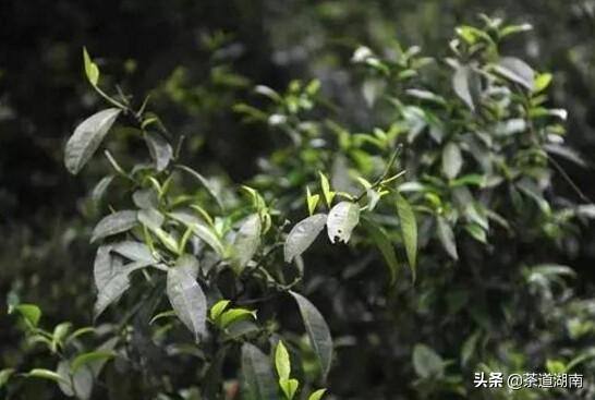 宝庆寻茶记系列之四：南山国家公园里的乔木茶