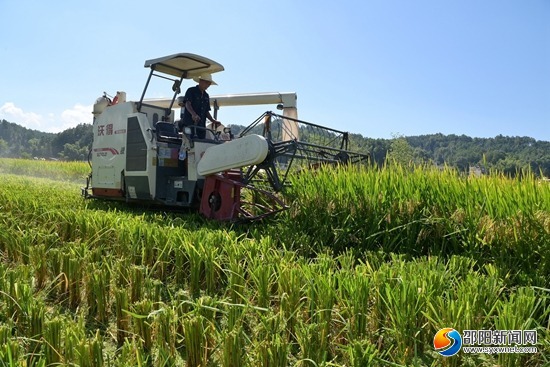 隆回县再生稻高产示范亩产达830.8公斤_邵商网